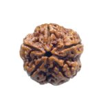 Collector 5 Mukhi Rudraksha Nepal - (22.78 MM)