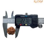 Collector 5 Mukhi Rudraksha Nepal - (22.78 MM)
