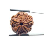 Collector 5 Mukhi Rudraksha Nepal - (22.85 MM)