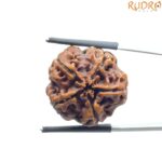 Collector 5 Mukhi Rudraksha Nepal - (22.85 MM)