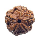 Collector 5 Mukhi Rudraksha Nepal - (22.85 MM)