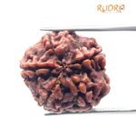 Collector 5 Mukhi Rudraksha Nepal - (22.86 Mm)