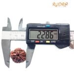 Collector 5 Mukhi Rudraksha Nepal - (22.86 Mm)