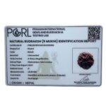 Collector 5 Mukhi Rudraksha Nepal - (22.86 mm)