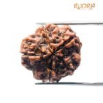 Collector 5 Mukhi Rudraksha Nepal - (22.91 Mm)