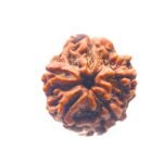 Collector 5 Mukhi Rudraksha Nepal - (22.91 Mm)