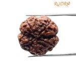 Collector 5 Mukhi Rudraksha Nepal - (23.00 Mm)