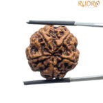 Collector 5 Mukhi Rudraksha Nepal - (23.12 MM)