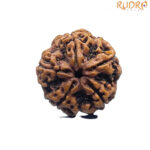 Collector 5 Mukhi Rudraksha Nepal - (23.12 MM)