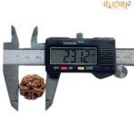 Collector 5 Mukhi Rudraksha Nepal - (23.12 MM)