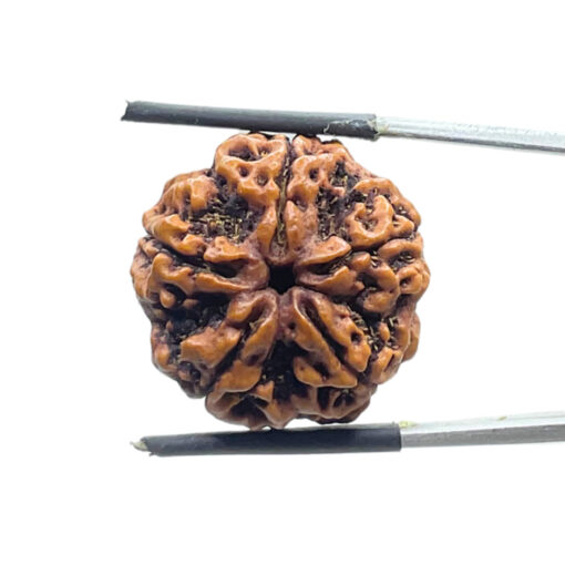 Collector 5 Mukhi Rudraksha Nepal - (23.12 MM)