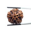 Collector 5 Mukhi Rudraksha Nepal - (23.42 MM)