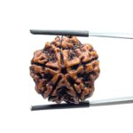 Collector 5 Mukhi Rudraksha Nepal - (23.42 MM)