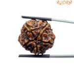 Collector 5 Mukhi Rudraksha Nepal - (23.42 MM)