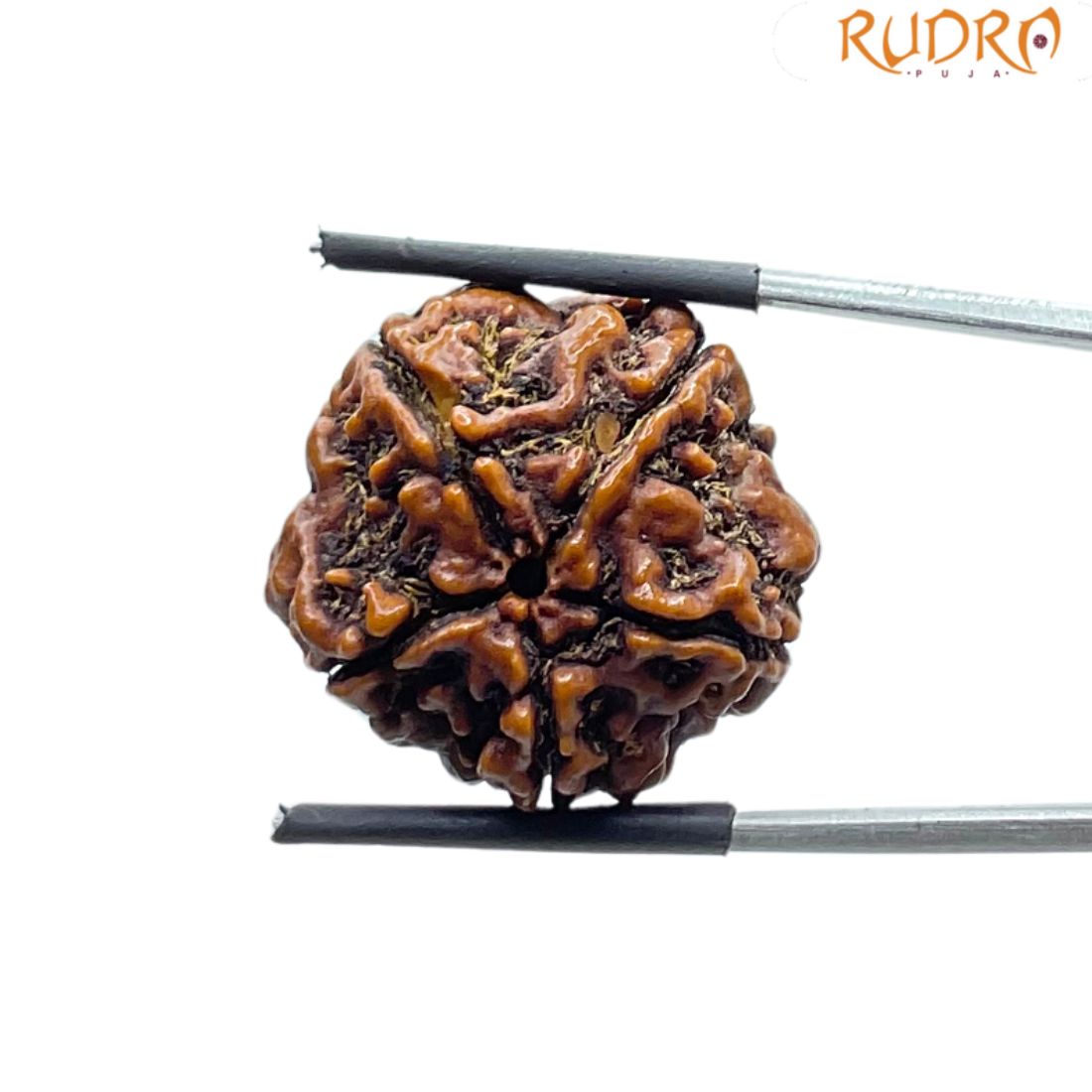 Collector 5 Mukhi Rudraksha Nepal - (23.42 MM)