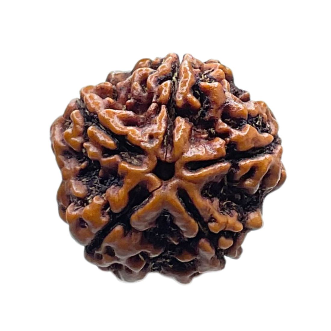 Collector 5 Mukhi Rudraksha Nepal - (23.42 MM)