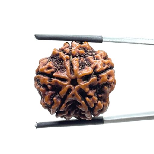 Collector 5 Mukhi Rudraksha Nepal - (23.42 MM)