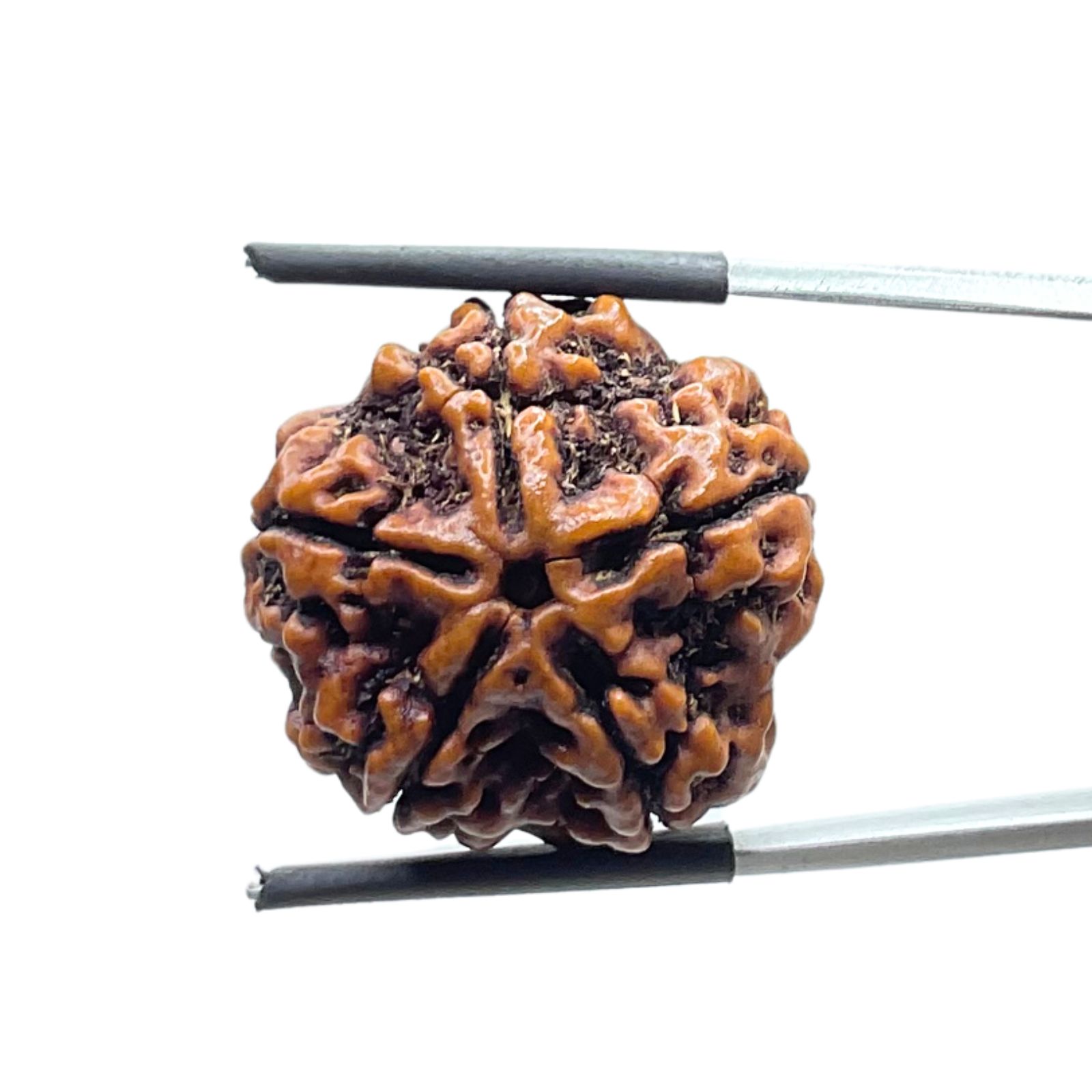 Collector 5 Mukhi Rudraksha Nepal - (23.42 MM)