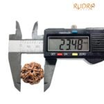 Collector 5 Mukhi Rudraksha Nepal - (23.48 Mm)