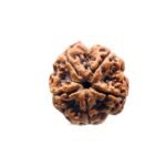 Collector 5 Mukhi Rudraksha Nepal - (23.48 Mm)