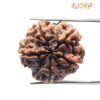 Collector 5 Mukhi Rudraksha Nepal - (23.52 Mm)