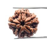 Collector 5 Mukhi Rudraksha Nepal - (23.52 MM)