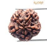 Collector 5 Mukhi Rudraksha Nepal - (23.55 Mm)