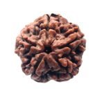 Collector 5 Mukhi Rudraksha Nepal - (23.55 Mm)