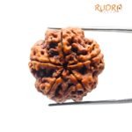 Collector 5 Mukhi Rudraksha Nepal - (23.59 Mm)