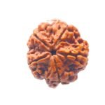 Collector 5 Mukhi Rudraksha Nepal - (23.59 Mm)