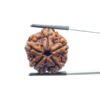 Collector 5 Mukhi Rudraksha Nepal - (23.60 MM)