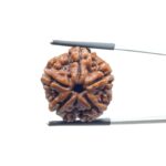Collector 5 Mukhi Rudraksha Nepal - (23.60 MM)