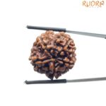 Collector 5 Mukhi Rudraksha Nepal - (23.60 MM)