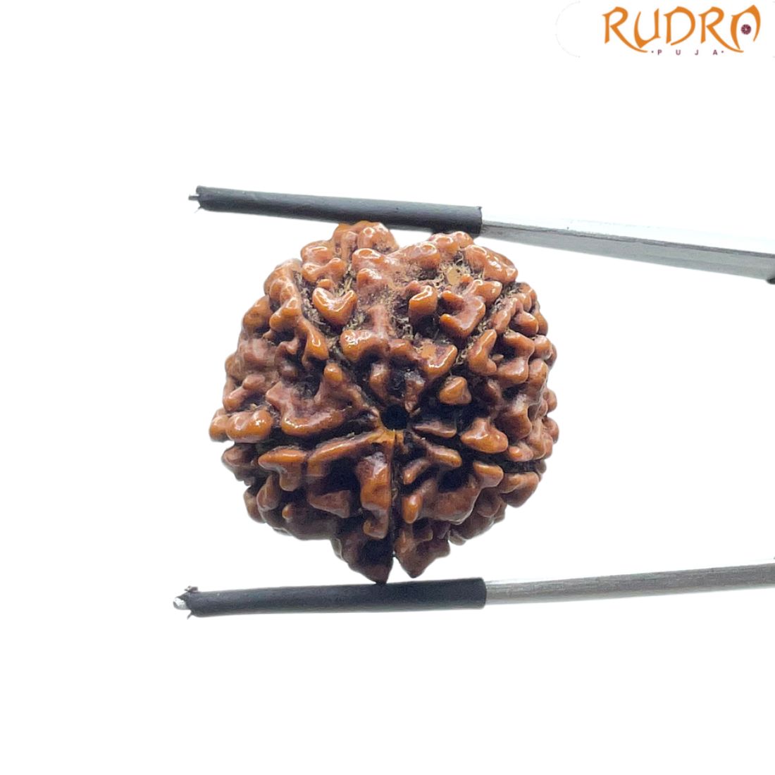 Collector 5 Mukhi Rudraksha Nepal - (23.60 MM)