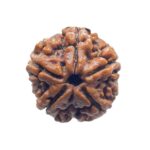 Collector 5 Mukhi Rudraksha Nepal - (23.60 MM)