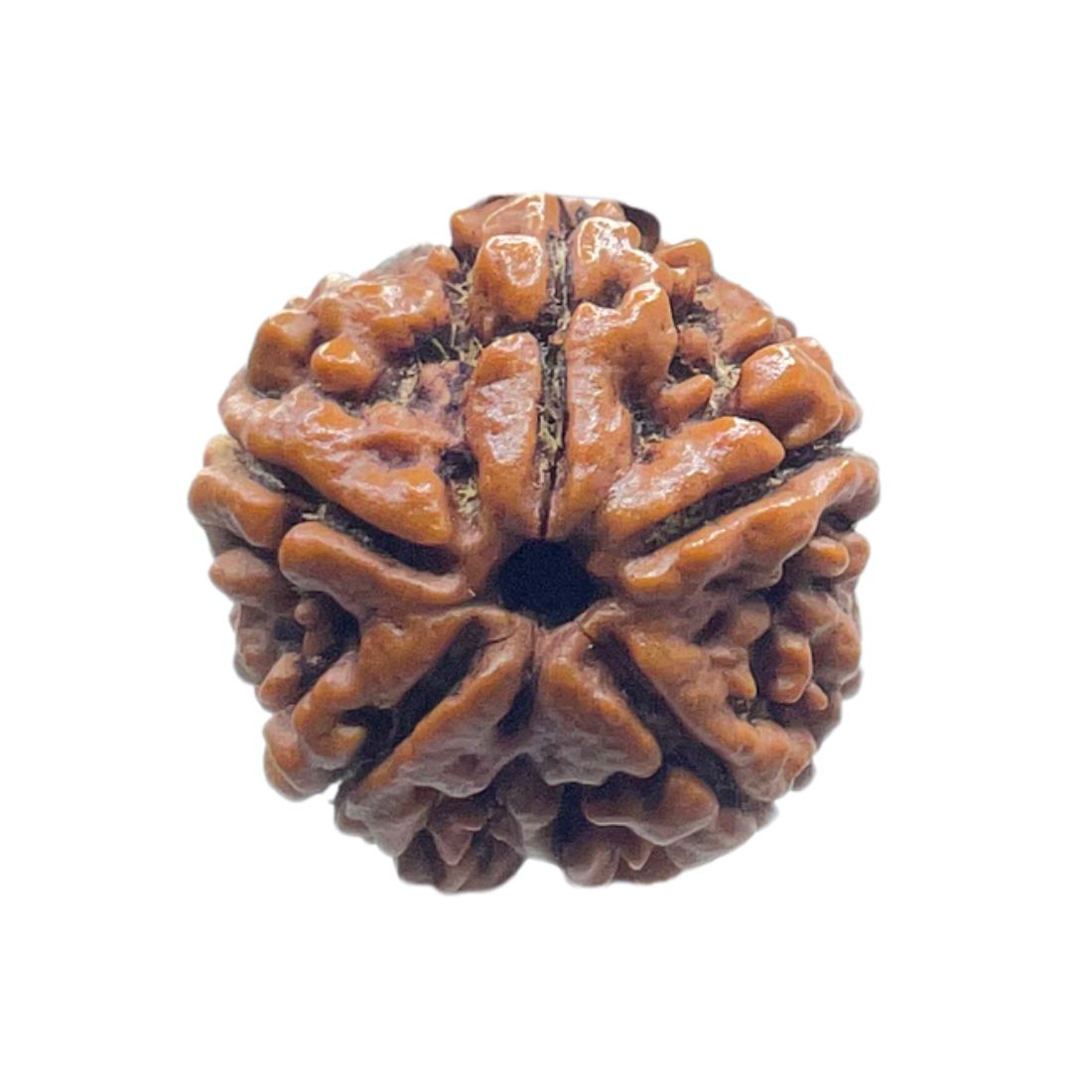 Collector 5 Mukhi Rudraksha Nepal - (23.60 MM)