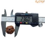 Collector 5 Mukhi Rudraksha Nepal - (23.60 MM)