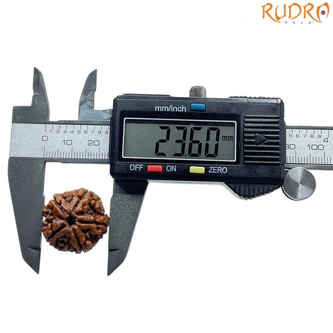 Collector 5 Mukhi Rudraksha Nepal - (23.60 MM)