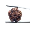 Collector 5 Mukhi Rudraksha Nepal - (23.62 MM)