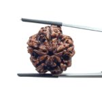 Collector 5 Mukhi Rudraksha Nepal - (23.62 MM)