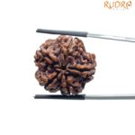 Collector 5 Mukhi Rudraksha Nepal - (23.62 MM)