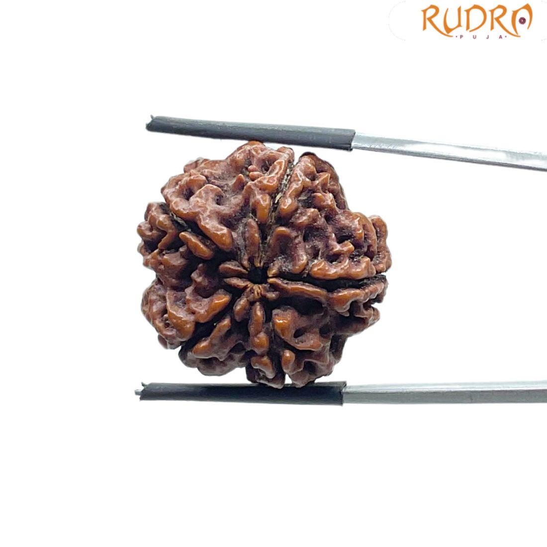 Collector 5 Mukhi Rudraksha Nepal - (23.62 MM)