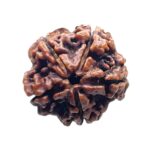 Collector 5 Mukhi Rudraksha Nepal - (23.62 MM)