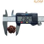 Collector 5 Mukhi Rudraksha Nepal - (23.62 MM)
