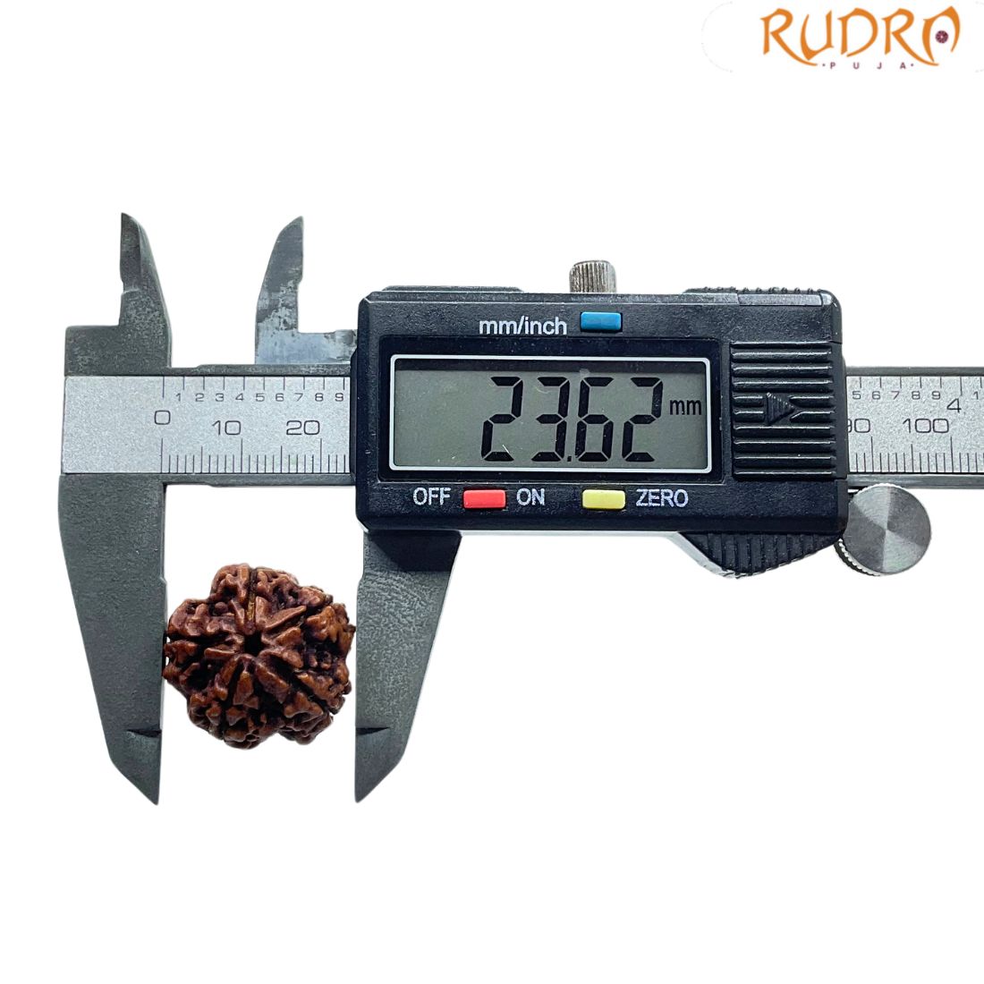 Collector 5 Mukhi Rudraksha Nepal - (23.62 MM)