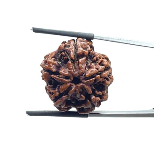 Collector 5 Mukhi Rudraksha Nepal - (23.62 MM)
