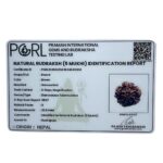 Collector 5 Mukhi Rudraksha Nepal - (23.62 MM) certi