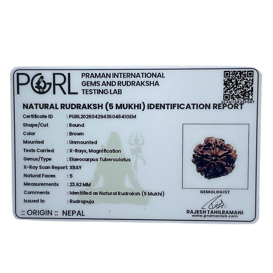 Collector 5 Mukhi Rudraksha Nepal - (23.62 MM) certi