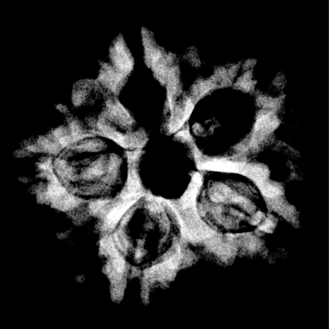 Collector 5 Mukhi Rudraksha Nepal - (23.62 MM) x-ray
