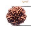 Collector 5 Mukhi Rudraksha Nepal - (23.63Mm)